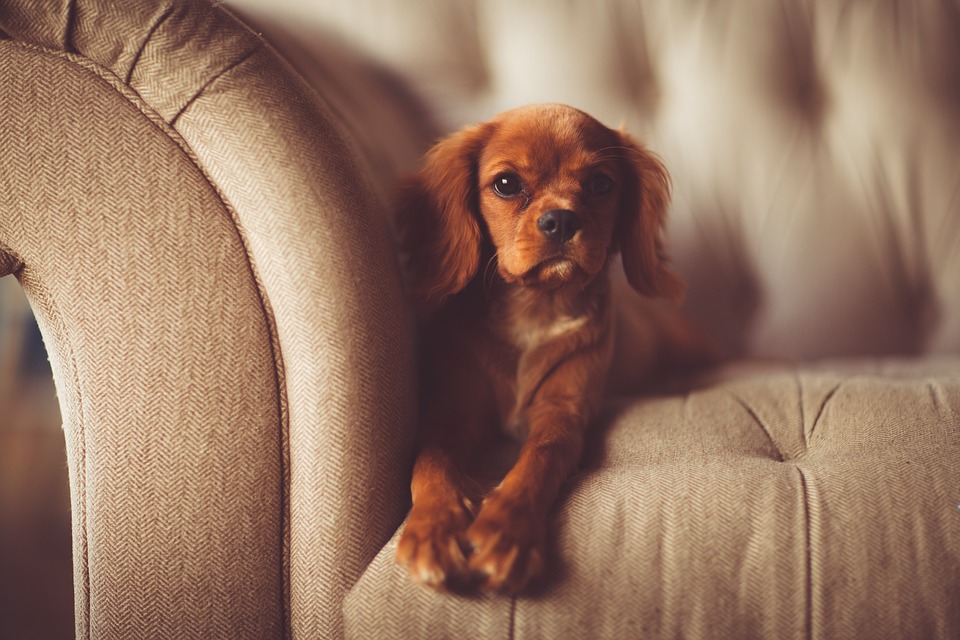 Håll rent efter din hund