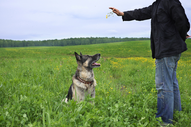 Kan en blind hund ha ett bra liv?