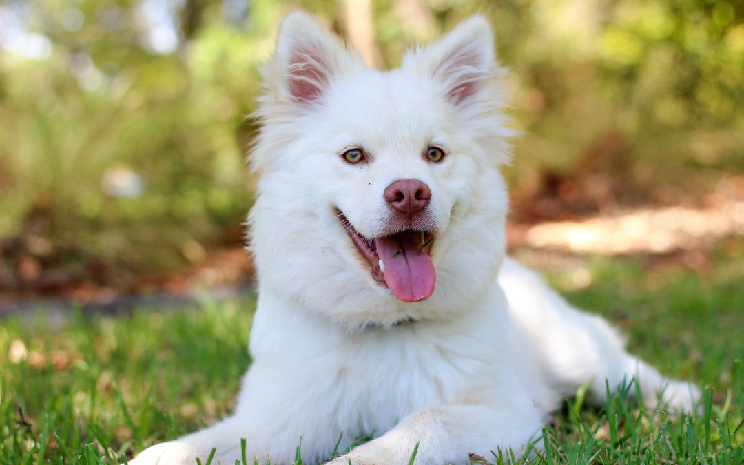 Hundtricket – fungerar det?