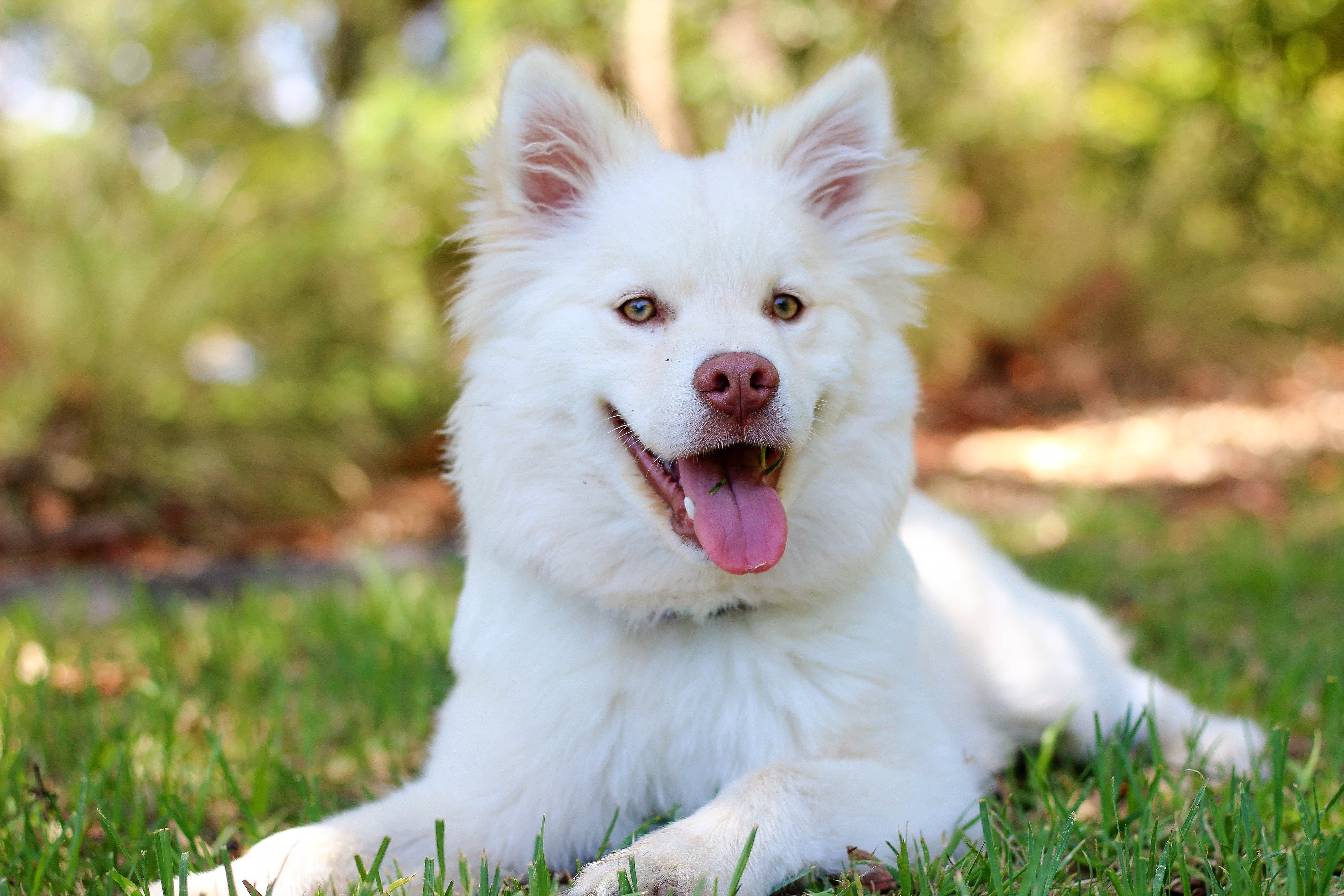 Söt hund, lämplig för hundtricket