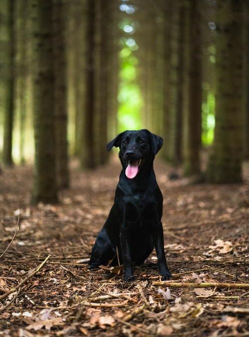 Ta med hunden ut i naturen