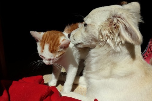 Äga både hund och katt
