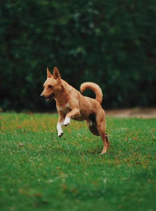 Få hunden att lyda med belöning